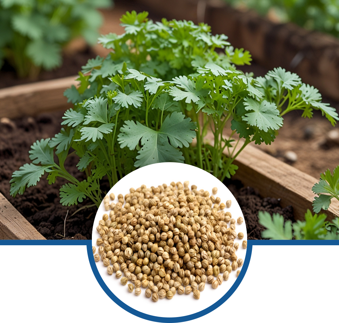 Coriander